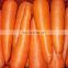 Sinocharm A Grade 2022 Crop IQF Frozen Carrot Strip