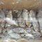 Frozen butterfish in fresh seafood (POMPANO) 100-120g/pcs B