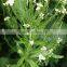 wasabi powder high quality factory price new style