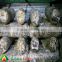 king dried shiitake mushroom spawn growing kit