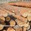 luxury russian red pine logs
