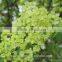 Plant Directly Export Cutting Board Bamboo Cutting Hydrangea From Yunnan, China
