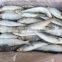 Trawl Catch Sardine Aurita for Canning