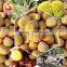 IQF Chestnuts Frozen Chestnut Kernel for sale