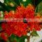 Hot Sale Yellow And Golden Sweet Osmanthus Fragrans Flower Tree Seeds For Growing