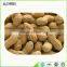 Chinese peanut kernel and peanut kernel for material