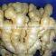 Fresh marure fat ginger