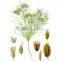 Export products cumin seed from  premium market