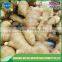 Fresh ginger price in china