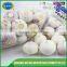 Low price new crop solo garlic for wholesales
