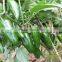 JP10 green bullet-head shape hybrid chilli seeds, chilli seeds