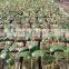 Plant Fiber Material Hydroponic rock wool 4X4X4 INCH 6X6X6 INCH