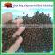 Ace standard fertilizer material dap fertilizer prices