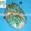 best price sinking dried platy kelp for abalone feed