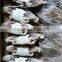 Blue Swimming Crab For Sale