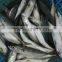 Frozen WR Pacific mackerel Seafood