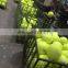 Promotional Large Elastic Giant Jumbo Rubber Tennis Ball