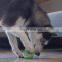 2021 hot selling custom soft toys dog chew rubber ball puzzle toys