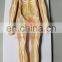 HC-S234 Life Size Human medical Anatomical Nervous Aystem Model  for medical science use