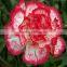 Fresh Cut Flower Classical Single Gerbera Decoration Flowers