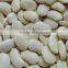 China Origin 45,55pcs Elephant White Beans
