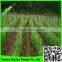 Strong Durable Trellis Netting Pea & Bean Support Net Tent Grow Net
