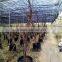 high quality hdpe monofilament net greenhouse used green shade net