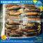 seafrozen argentina illex squid, squid illex, high quality squid whole round