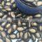 New Crop Chinese Melon Seeds