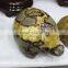 hand carved large dragon septarian gemstone tortoises