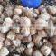 SEMI HUSKED COCONUT /FULL HUSKED COCONUT - SKYPE :TIMUOI88