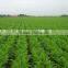 Fresh Carrot Crop Planted by Company