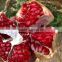Top Pomegranate & Fresh & Delicious & Dark Red Pomegranate