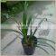 Cymbidium hybridum faberi(Red Pearl)