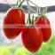 High yield high quality high resistant tasty Tomato and bright red Cherry tomato seeds for planting