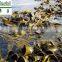 kelp seaweed meal fertilizer, plant food,sea kelp powder fertilizer