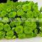 Wholesale fresh cut flower chrysanthemum from Kunming