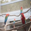 Lightweight Stainless Steel SUS304 316 316L Macaw Aviary Wire Netting Plain Weave Bird Aviary Mesh Panels for Zoo