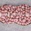 new products organic peanut kernels,blanched peanuts ,raw green peanuts for sale