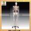 High Quality Medical Human Skeleton Teaching Model