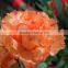 Cheap wholesale fresh cut flowers carnation
