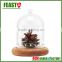 high borocilicate clear flower glass dome