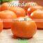 High quality fresh mandarin orange citrus fruit