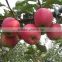 new season Fresh fuji apple good quality red fuji apple