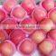 Red delicious Qinguan apple import from China Gansu Tianshui