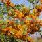 Supply Natural Seabuckthorn Seed Oil Capsules Softgel Herbal products wholesaler Supply Hippophae rhamnoides Oil Health Power Ca