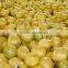 Fresh honey pomelo fruit