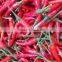 VIETNAM FRESH CHILLI