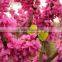 High Quality Judas Redbud Bauhinia Flower Tree Seeds For Growing