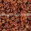 GOOD QUALITY INDUSTRIAL RAISIN BEST RATE